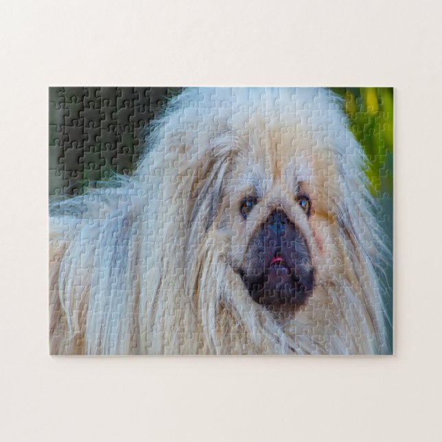 Pekineser Hund. (Horizontal)