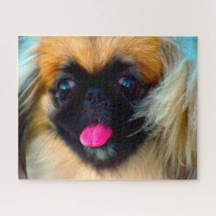 Pekinger Hund.