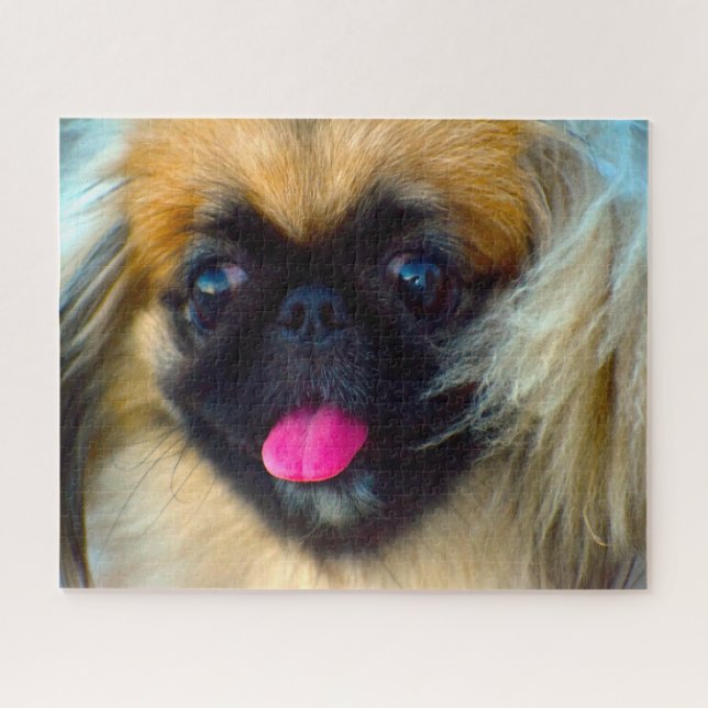 Pekinger Hund. (Horizontal)