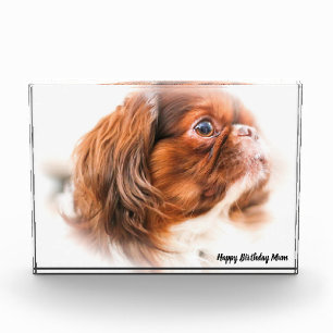 Pekinger Hund Fotoblock
