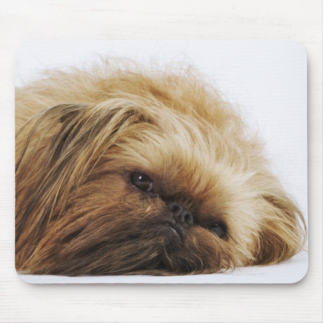 Pekinger Hund, nah Mousepad (Vorne)