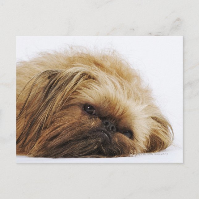 Pekinger Hund, nah Postkarte (Vorderseite)