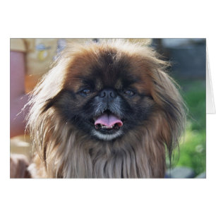 Pekingese