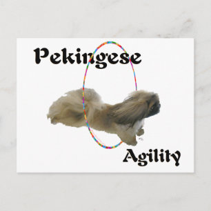 Pekingese Agilität Postkarte