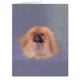 Pekingese auf Blue