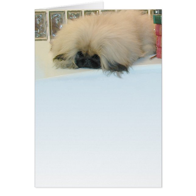 Pekingese Denken Big (Vorne)