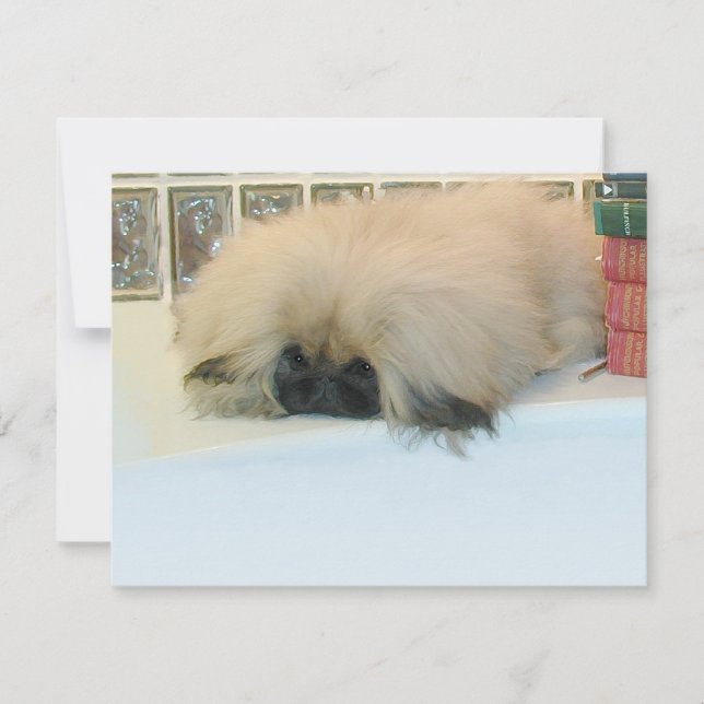 Pekingese Denken Big (Vorderseite)