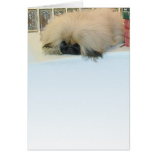 Pekingese denkt groß