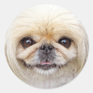 Pekingese Dog Face Runder Aufkleber