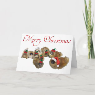 Pekingese feiern Weihnachten