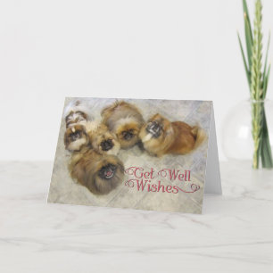 Pekingese Get Well Card Karte
