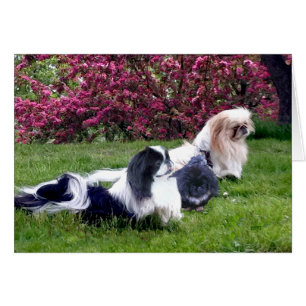 Pekingese-Gruppe im Frühling