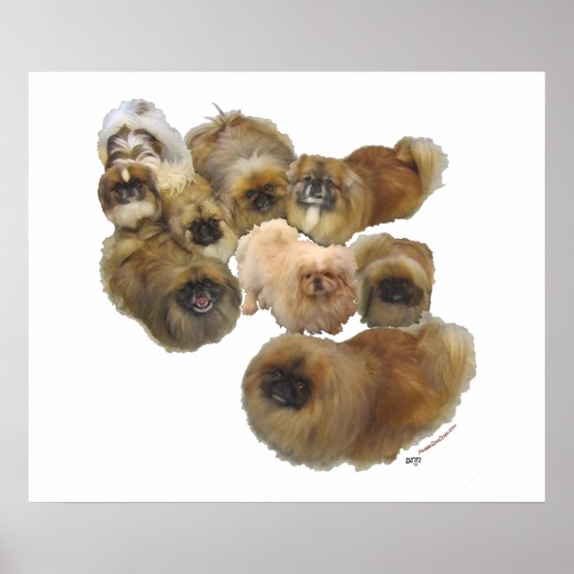 Pekingese-Gruppe Poster (Vorne)