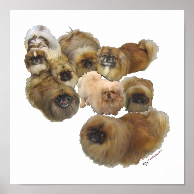 Pekingese-Gruppe Poster (Vorne)