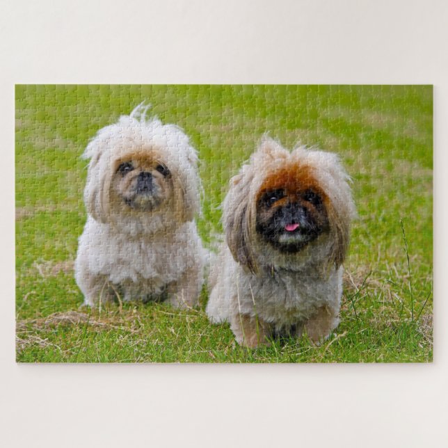 Pekingese Hund. (Horizontal)