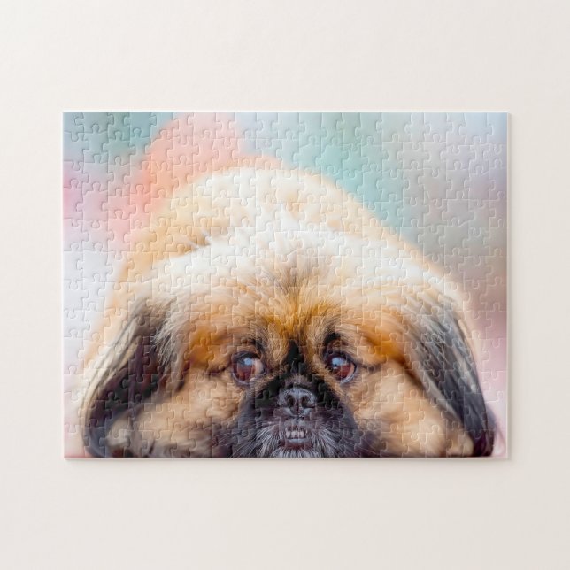 Pekingese Hund. (Horizontal)