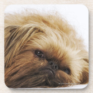 Pekingese Hund, nahes hohes Getränkeuntersetzer