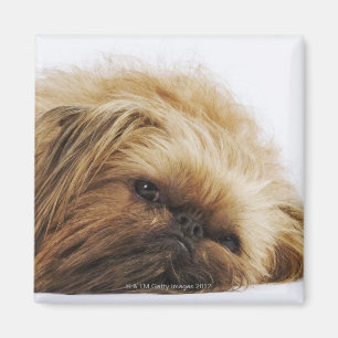 Pekingese Hund, nahes hohes Magnet
