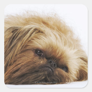 Pekingese Hund, nahes hohes Quadratischer Aufkleber