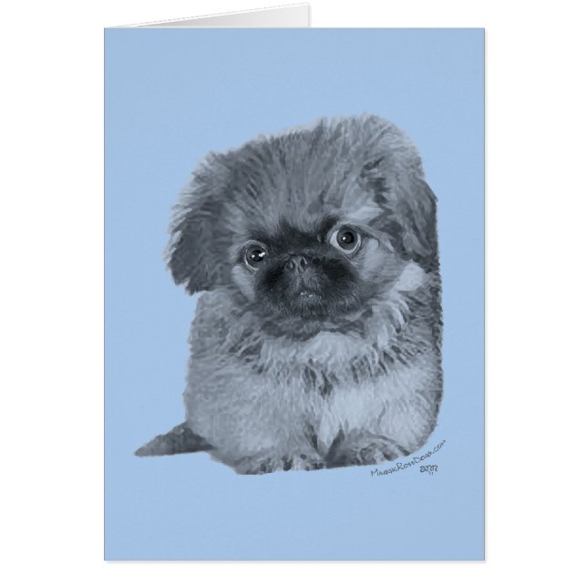 Pekingese Puppy Blue (Vorne)