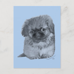 Pekingese Puppy Blue Postkarte