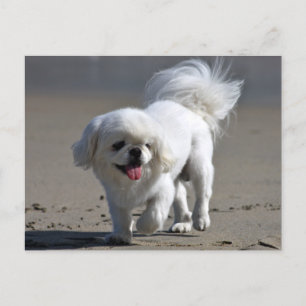 Pekingese Puppy Dop leere Postkarte