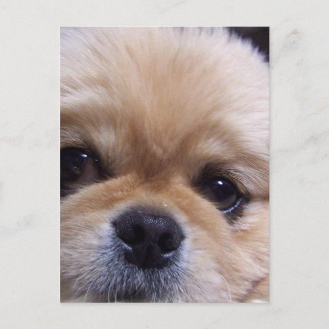 Pekingese Puppy Postkarte (Vorderseite)