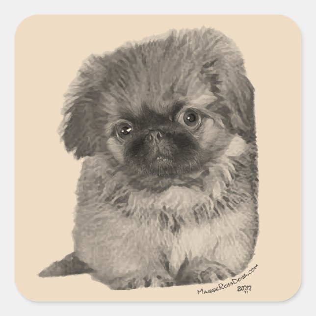 Pekingese Puppy Quadratischer Aufkleber (Vorderseite)