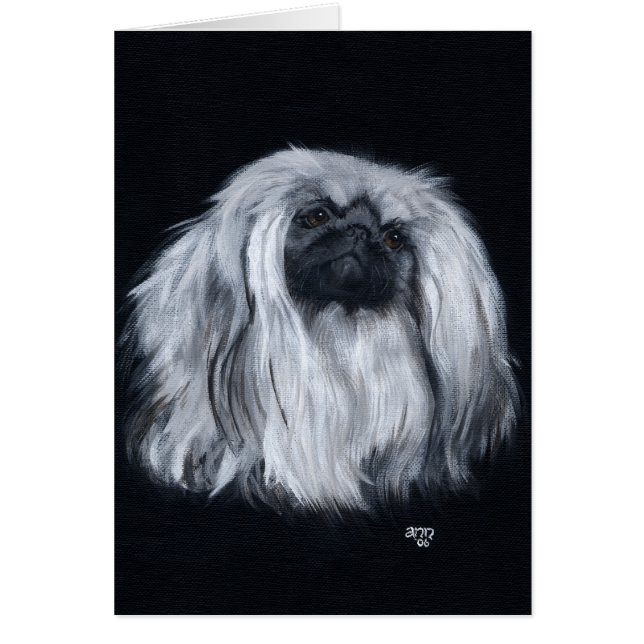 Pekingese Schwarz/Weiß (Vorne)
