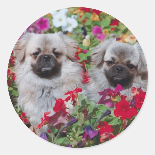Pekingese Stickers (Vorderseite)