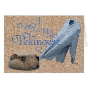 Pekingese Tug-O-Krieg