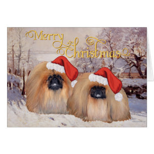 Pekingese Weihnachten
