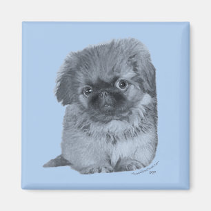 Pekingese Welpe Blau Magnet