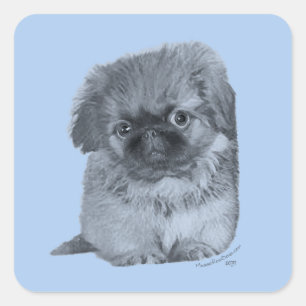 Pekingese Welpe Blau Quadratischer Aufkleber