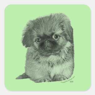 Pekingese-Welpe Grün Quadratischer Aufkleber