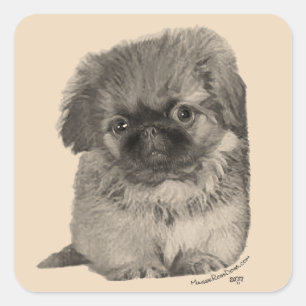 Pekingese-Welpe Quadratischer Aufkleber