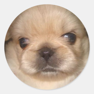pekingese Welpenaufkleber Runder Aufkleber