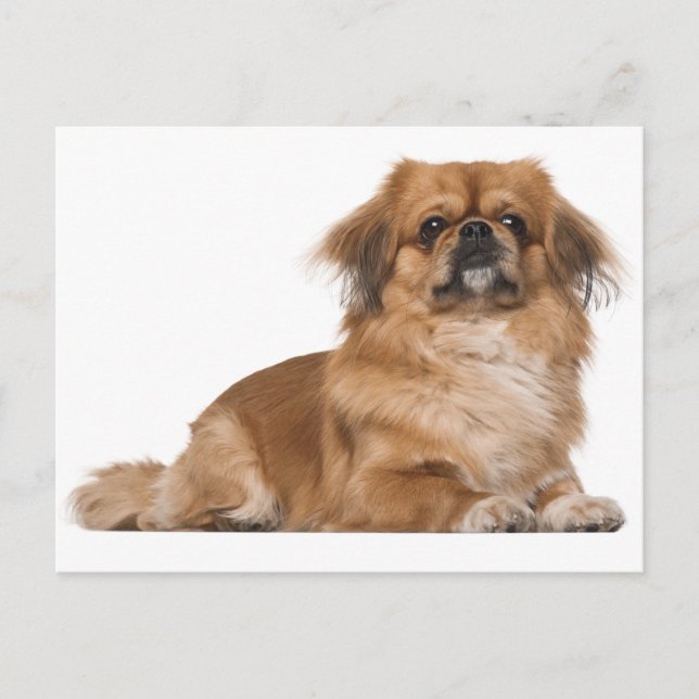 Pekingese Welpendokarte Postkarte (Vorderseite)