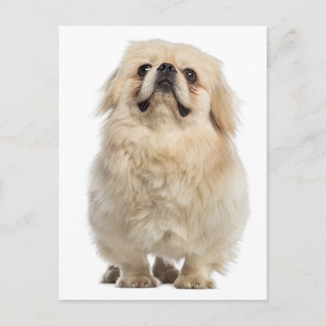 Pekingese Welpendokarte Postkarte (Vorderseite)