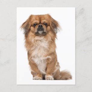 Pekingese Welpendokarte Postkarte