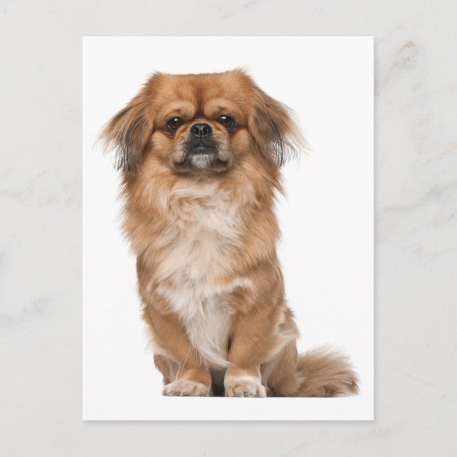 Pekingese Welpendokarte Postkarte (Vorderseite)