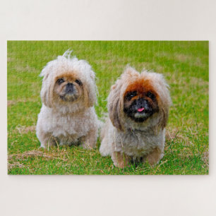 Pekingeser Hund.
