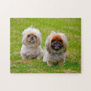 Pekingeser Hund.