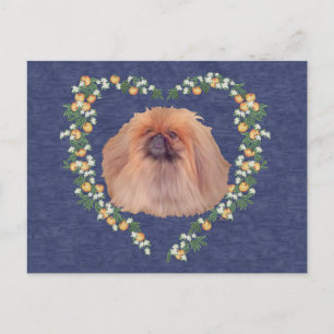Pekingeser Orangenblüten Postkarte