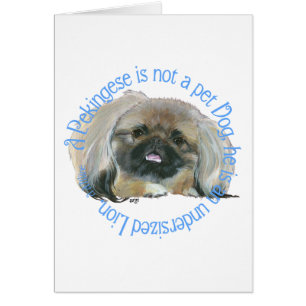 Pekingeser Weisheit - Untermaßiger Löwe !