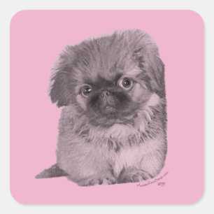 Pekingeser Welpe auf Rosa Quadratischer Aufkleber