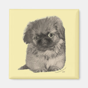 Pekingeser Welpe Gelb Magnet