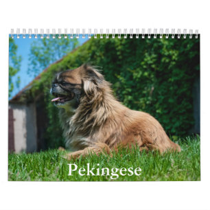 Pekingeskalender Kalender