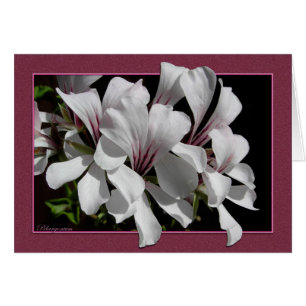 Pelargonie