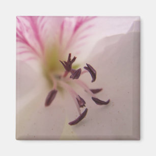 Pelargonie-Detail-Magnet Magnet